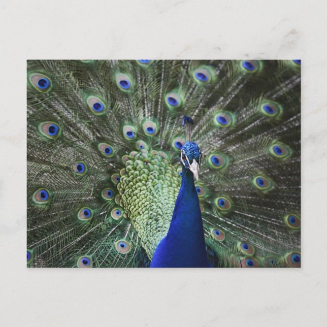 Carte Postale Portrait De Peacock Avec Plumes Sorties (Devant)
