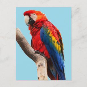 Carte Postale Portrait de perroquet coloré Photo