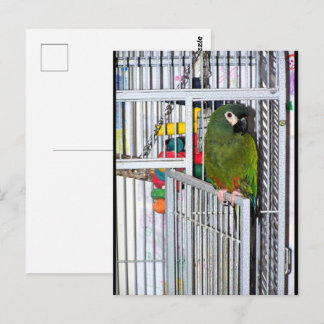 Carte Postale Portrait de perroquet vert