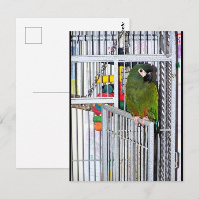 Carte Postale Portrait de perroquet vert (Devant / Derrière)