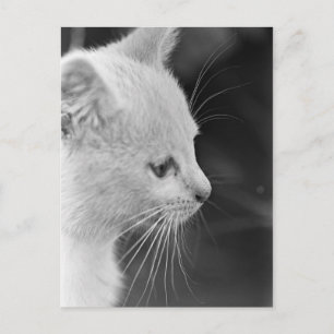 Carte Postale Portrait de Petra