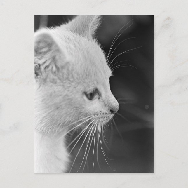 Carte Postale Portrait de Petra (Devant)