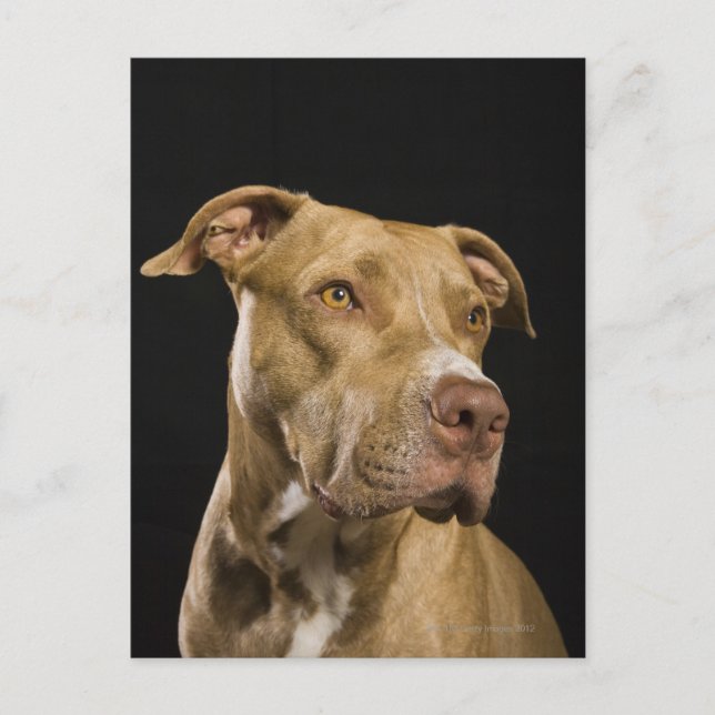 Carte Postale Portrait de pitbull rouge de nez avec le noir (Devant)