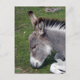 Carte Postale Portrait de poulain âne