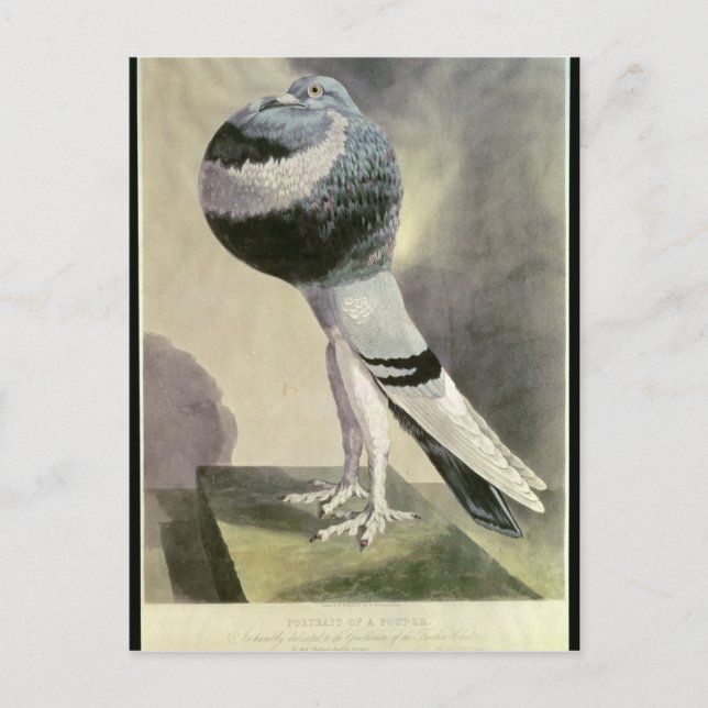 Carte Postale Portrait de Pouter Pigeon (Devant)
