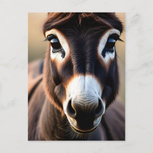 Carte Postale Portrait de près d'un âne curieux