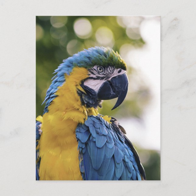 Carte Postale Portrait de profil de perroquet photographié (Devant)