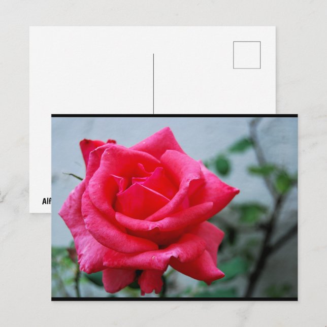 Carte Postale Portrait de rose florale rose (Devant / Derrière)