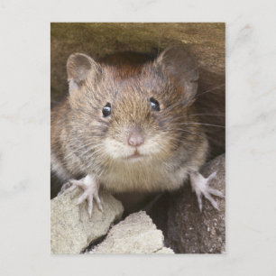 Carte Postale Portrait de souris