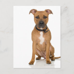 Carte Postale Portrait de studio américain pit bull puppy 3