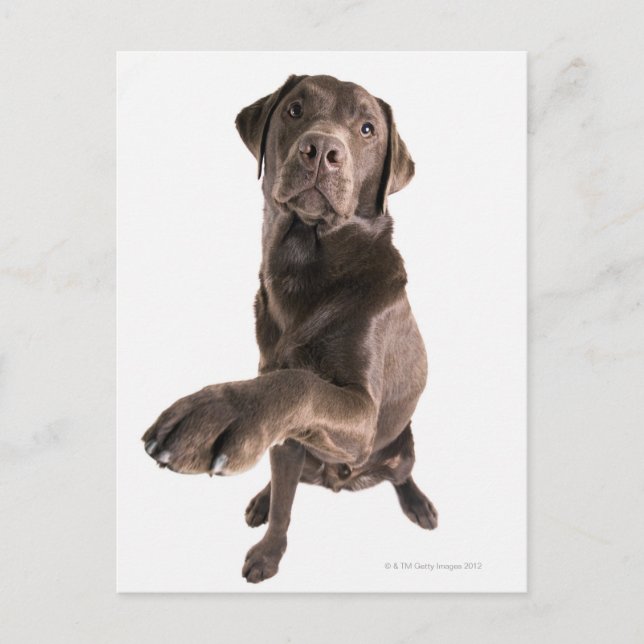 Carte Postale Portrait de studio de chocolat Labrador (Devant)