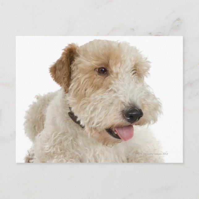 Carte Postale Portrait de studio du chiot Wheaten terrier (Devant)