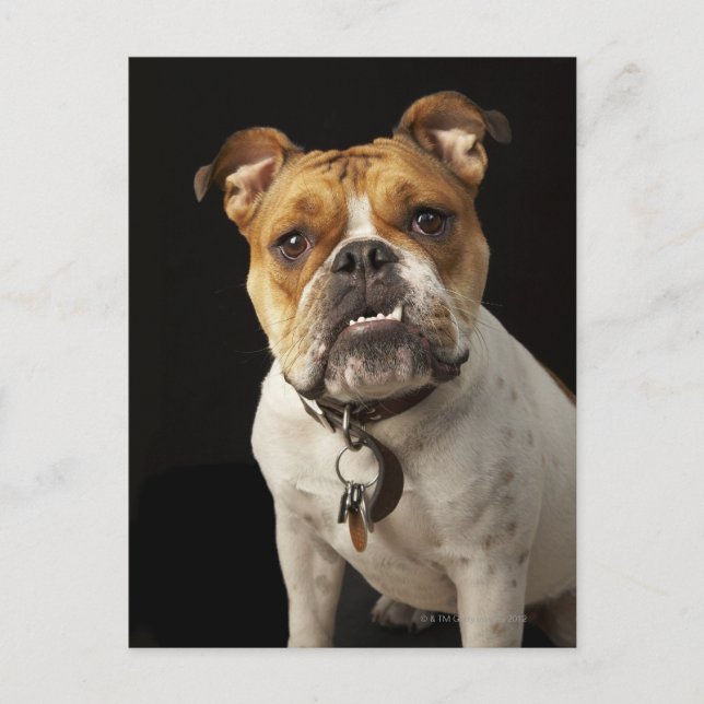 Carte Postale Portrait de taïn et blanc bulldog avec col (Devant)