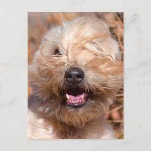Carte Postale Portrait de Terrier Wheaten à poil doux