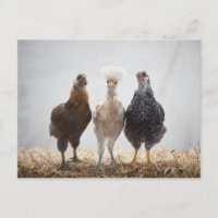 Portrait de trois poulets d'animaux de compagnie v