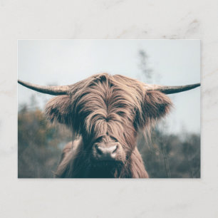 Carte Postale Portrait de vache Highland