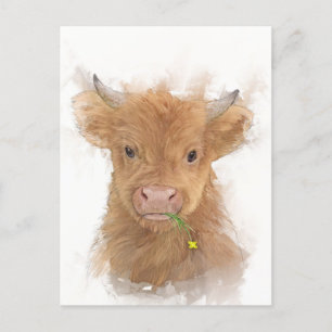 Carte Postale Portrait de veau de vache Highland