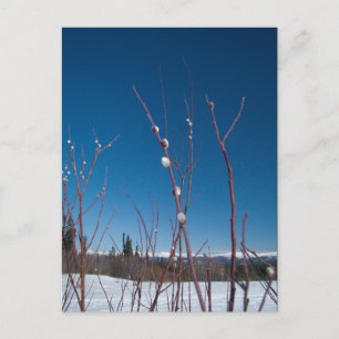 Carte Postale Portrait de Willow Catkin