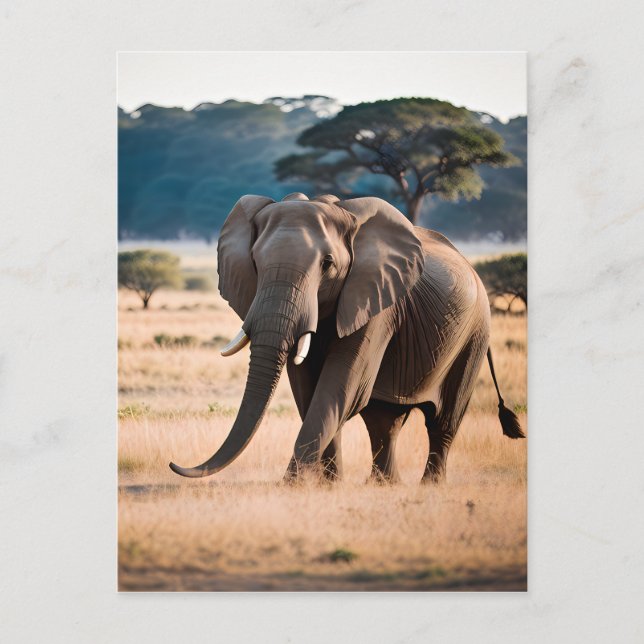 Carte Postale Portrait d'Elephant (Devant)
