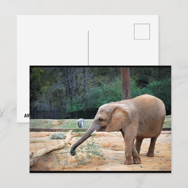 Carte Postale Portrait d'éléphant d'Afrique dans un parc (Devant / Derrière)