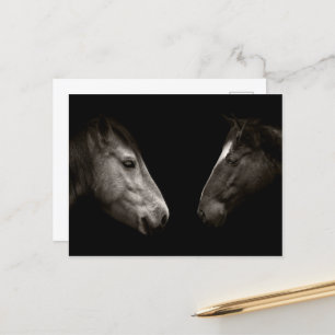 Carte Postale Portrait des chevaux
