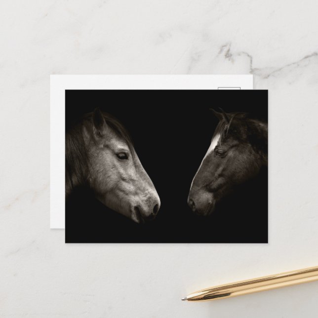 Carte Postale Portrait des chevaux (Devant/Arrière en situation)