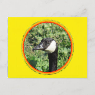 Carte postale - Portrait d'oie