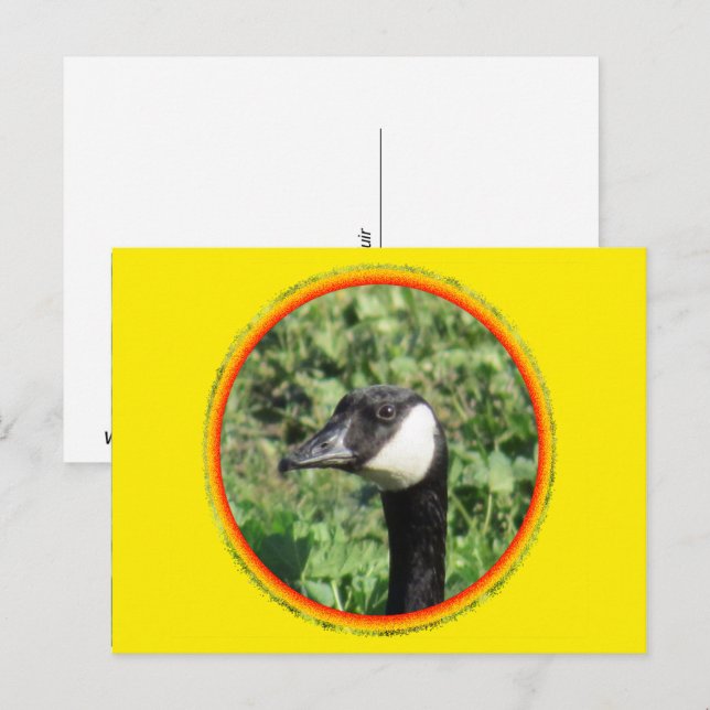Carte postale - Portrait d'oie (Devant / Derrière)