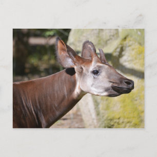 Carte Postale Portrait d'okapi