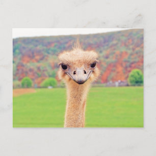 Carte Postale Portrait d'Ostrich