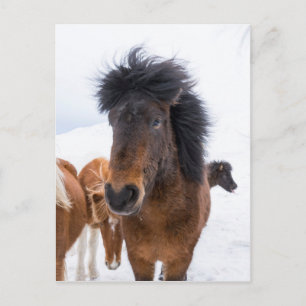 Carte Postale Portrait drôle de cheval islandais