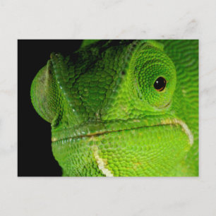 Carte Postale Portrait Du Chameleon À Cou-Volant