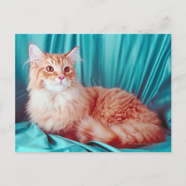 Carte Postale Portrait du chat (Devant)