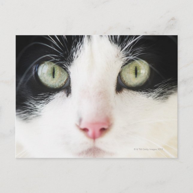 Carte Postale Portrait du chat domestique (Devant)