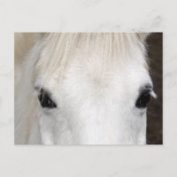 Portrait du cheval blanc