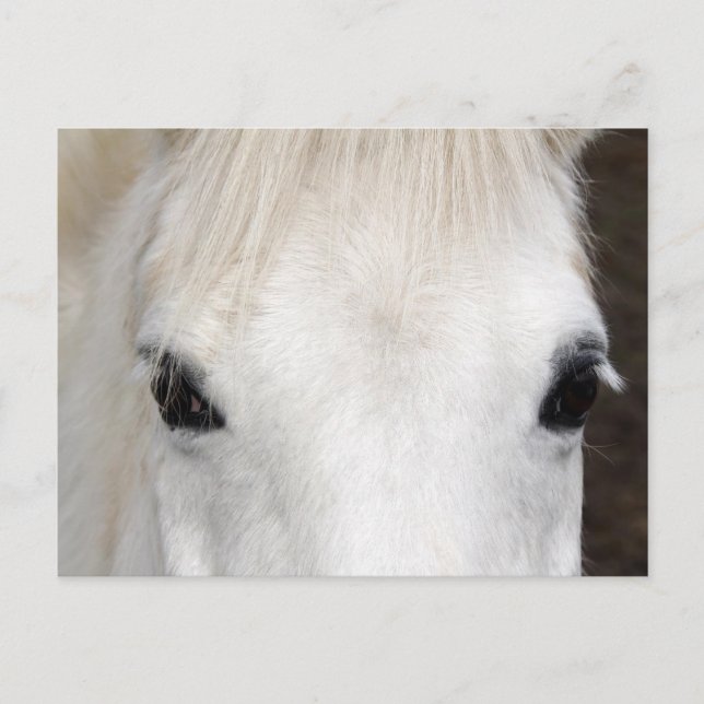 Carte Postale Portrait du cheval blanc (Devant)