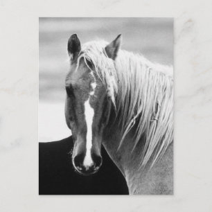 Carte Postale Portrait du cheval BW