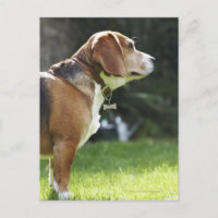Portrait du chien
