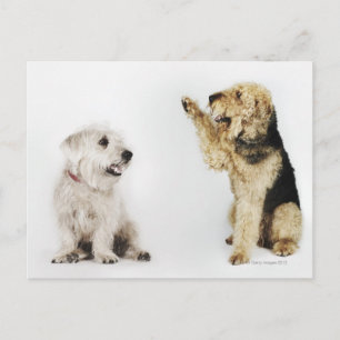 Carte Postale Portrait du chien agitant à un autre chien