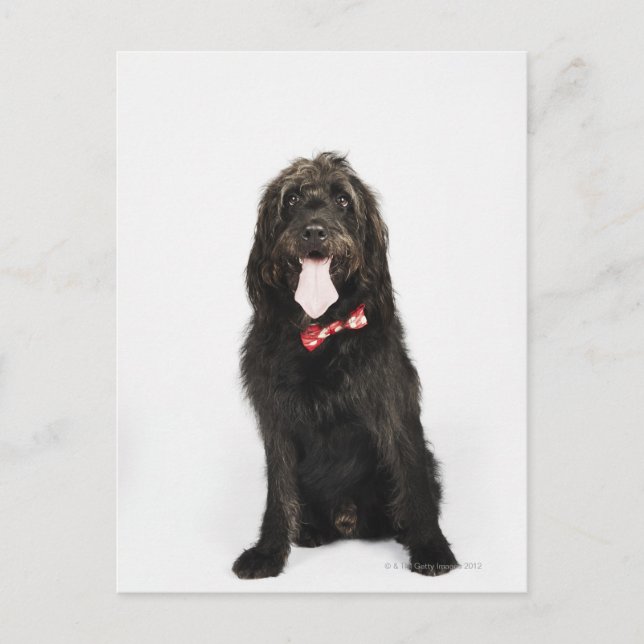 Carte Postale Portrait du chien de Labradoodle (Devant)