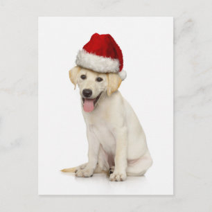 Carte Postale Portrait du labrador blanc