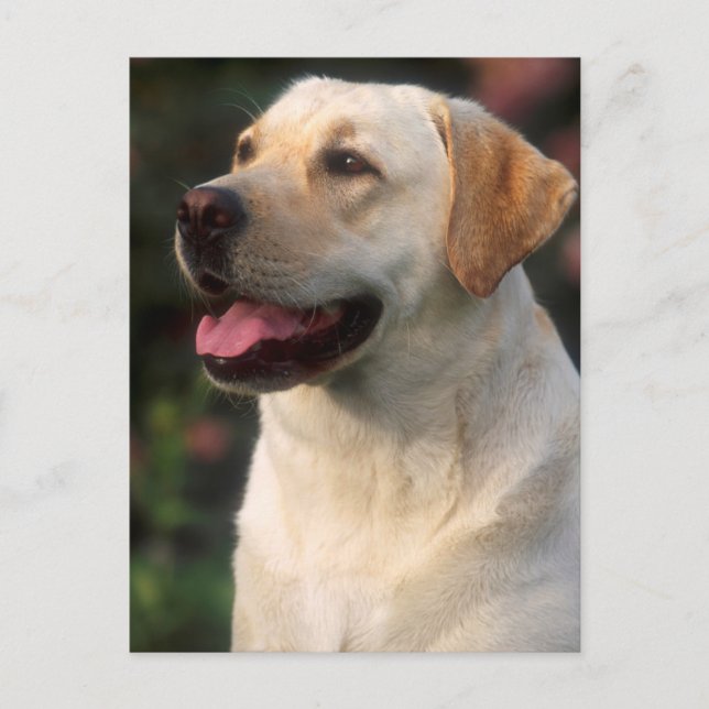 Carte Postale Portrait du Labrador Retriever, Hilton (Devant)