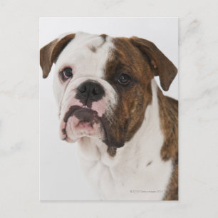 Carte Postale Portrait du mignon chiot Bulldog