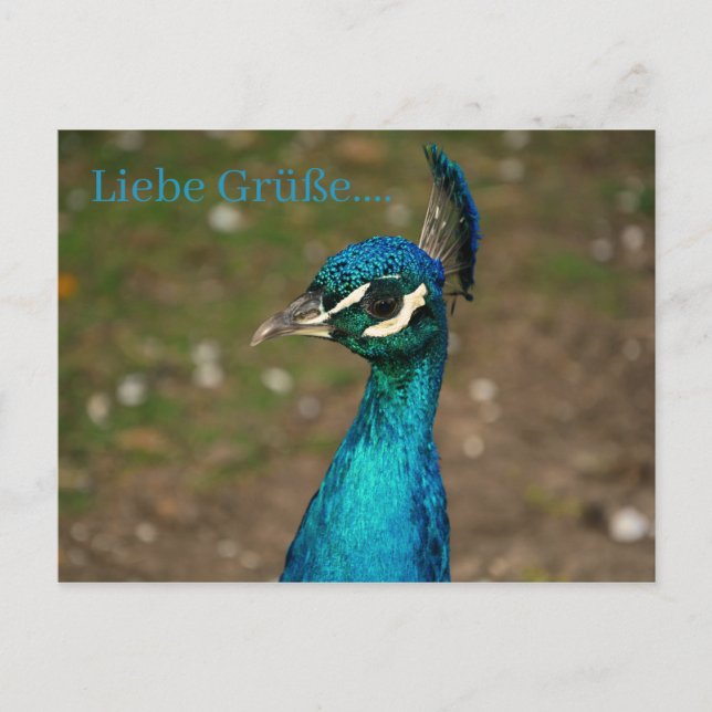 Carte Postale Portrait du paon bleu (Devant)