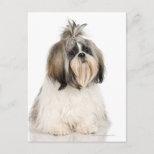 Carte Postale Portrait du studio Shih Tzu (Devant)