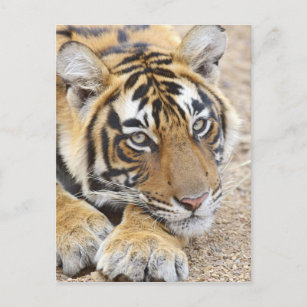 Carte Postale Portrait du Tigre royal du Bengale, Ranthambhor 4