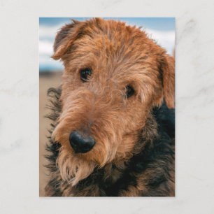 Carte Postale Portrait d'un Airedale Terrier