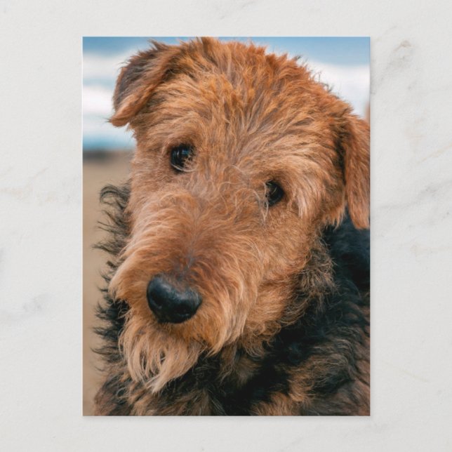 Carte Postale Portrait d'un Airedale Terrier 2 (Devant)