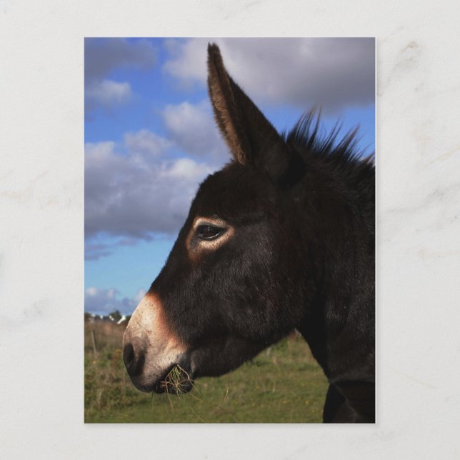 Carte Postale Portrait d'un âne (Devant)