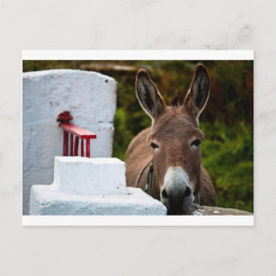 Carte Postale Portrait d'un âne en Irlande